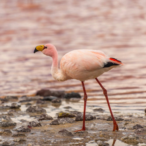 Uyuni Comfort class 16x9 7