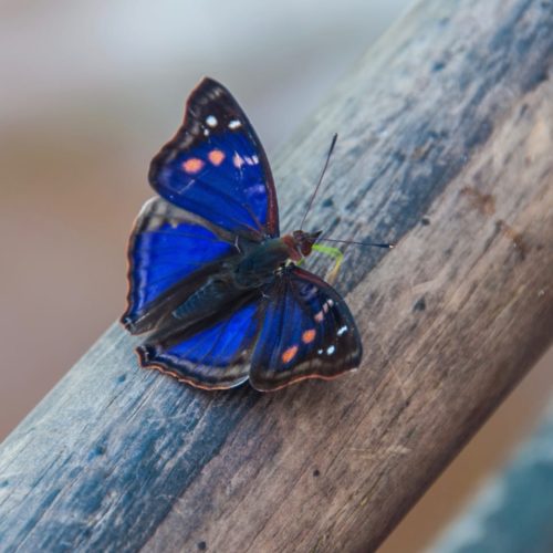 Buenos Aires Iguazu 20