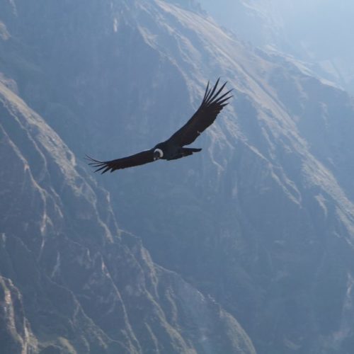 Condor belinda grasnik e1499158224476
