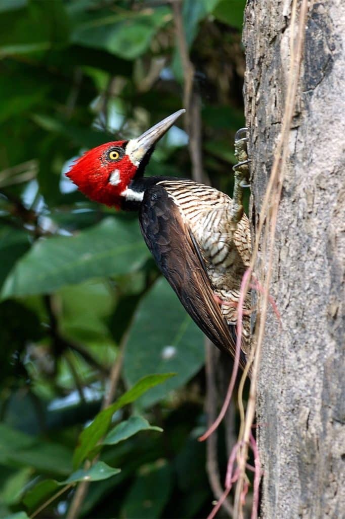 avistamiento aves pacaya samiria 2