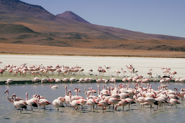 mikhail mokrushin l8eNkXOD95M unsplash